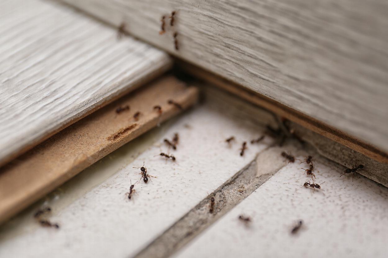Ants in house in Dumfries