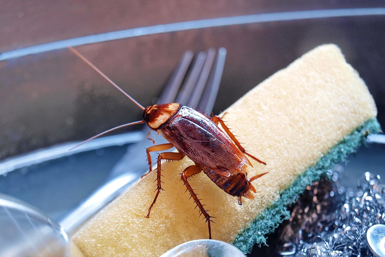 Cockroach on sponge in sink