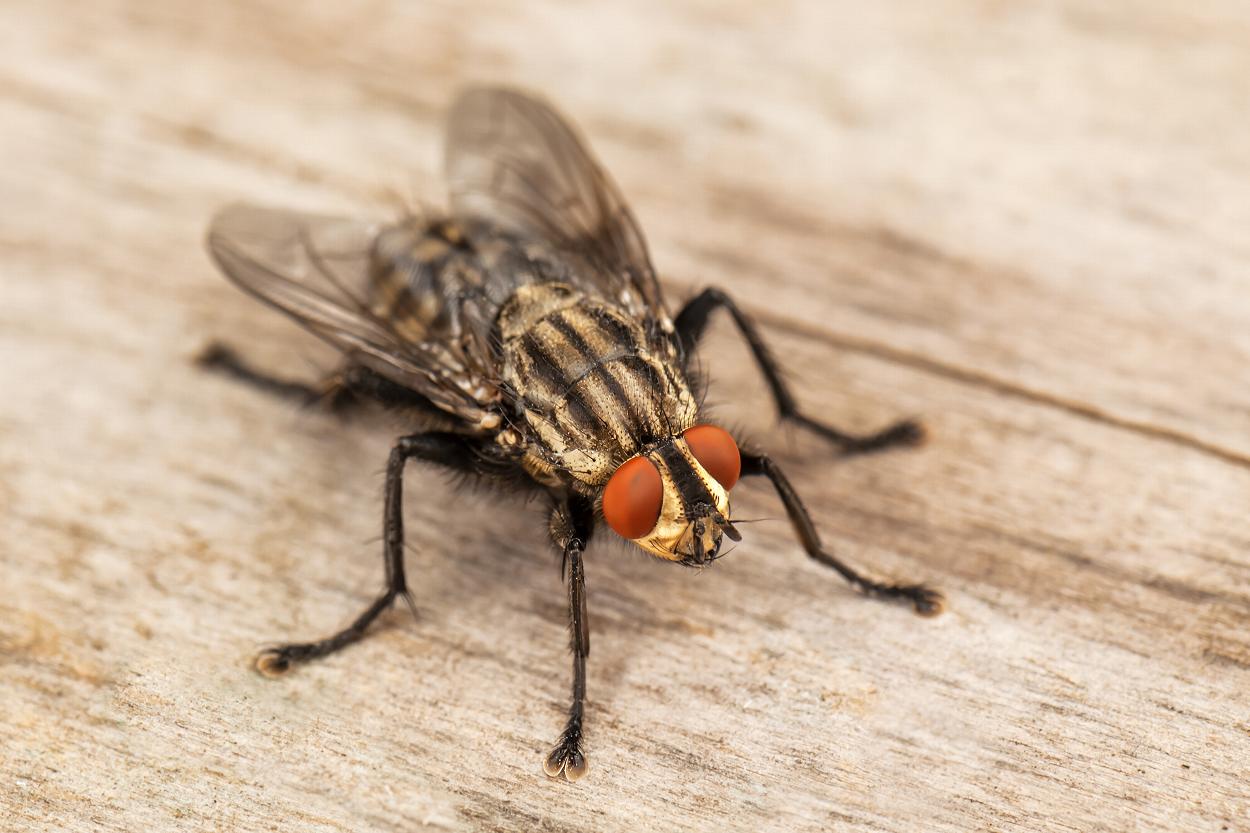 House fly close up