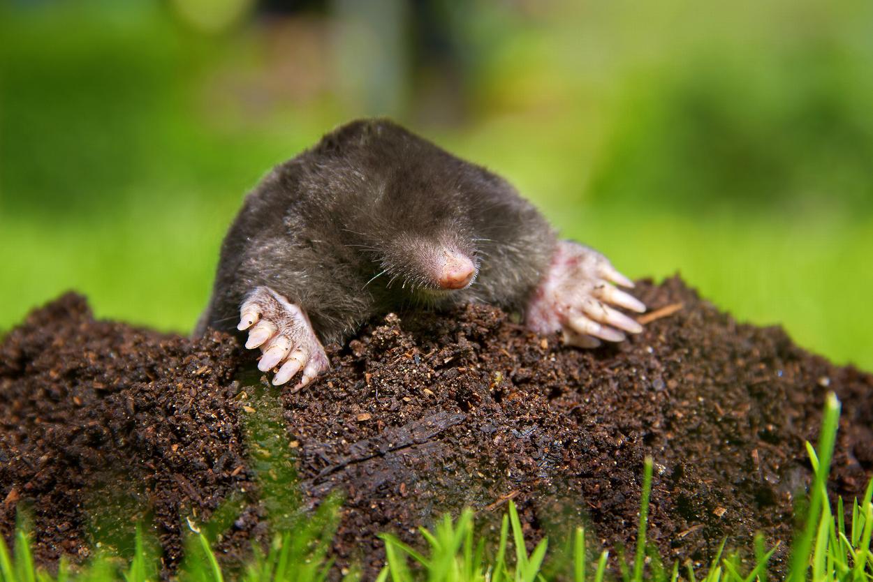 Mole in garden in Dumfries