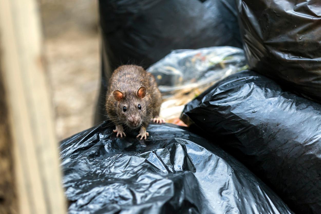 Rat sitting on rubbish in Dumfries