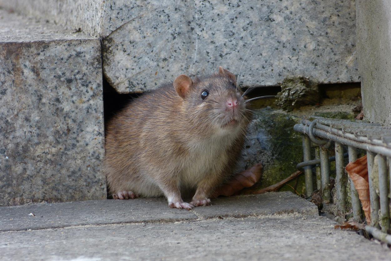 House rat in Dumfries