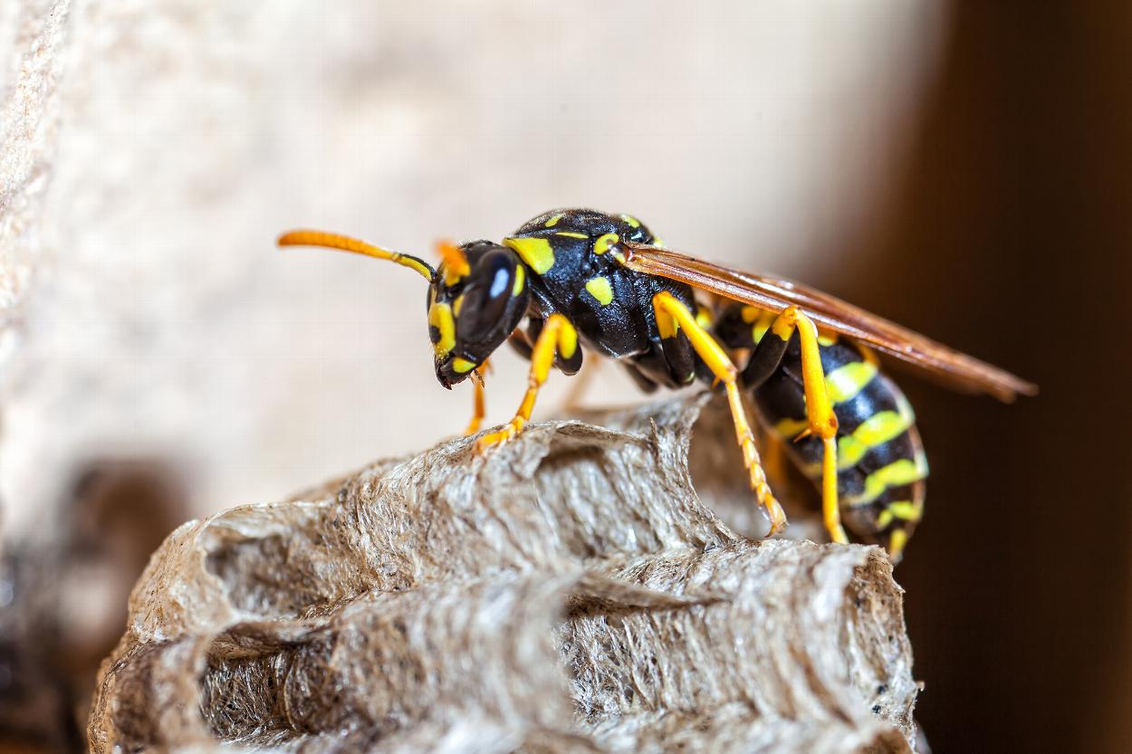 Wasps in Dumfries
