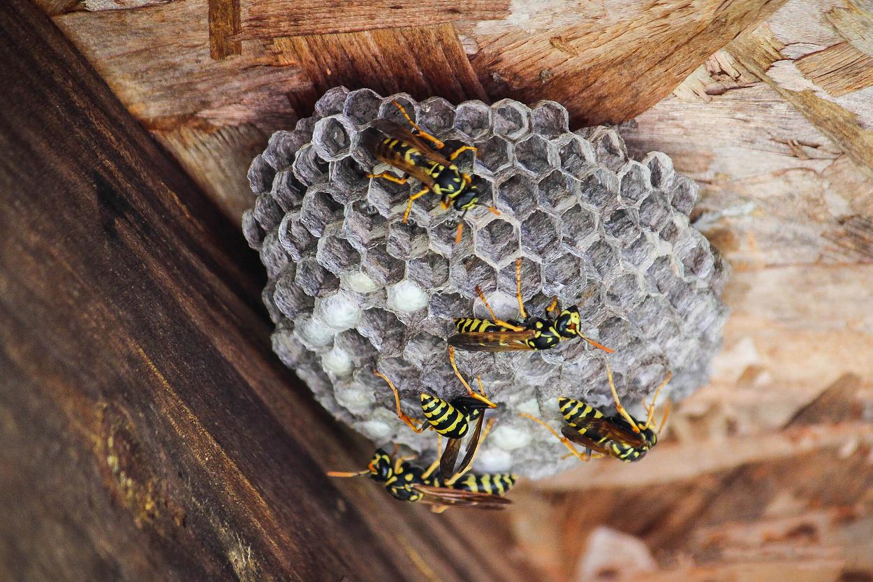 Wasp nest in Dumfries